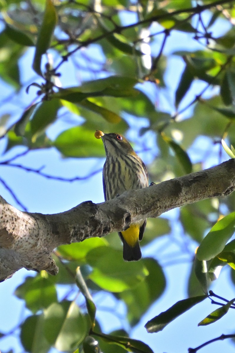 Yellow-vented Flowerpecker - ML647500663