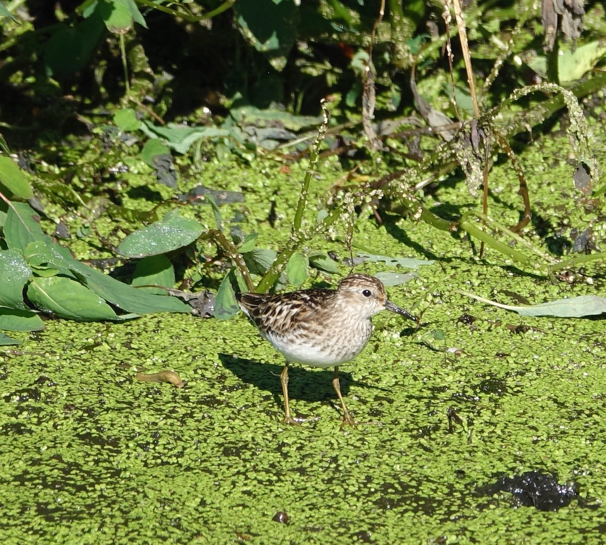 Least Sandpiper - ML64750071