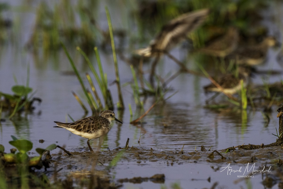 Little Stint - ML647500727