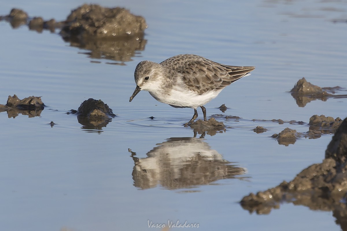 Little Stint - ML647500728