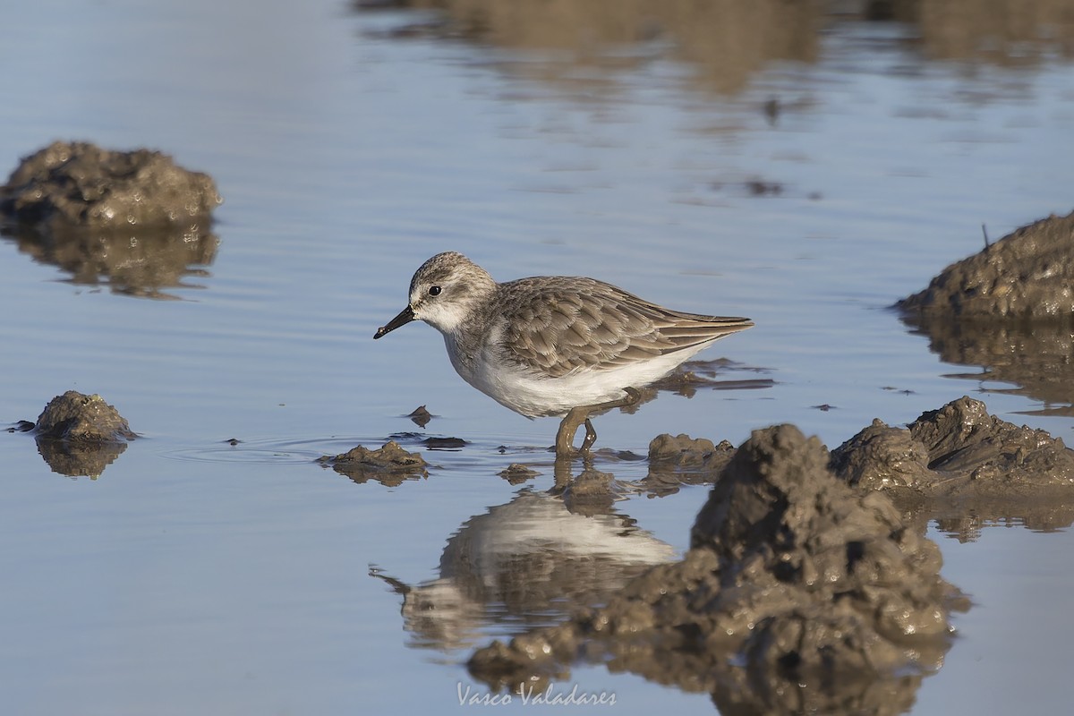 Little Stint - ML647500729