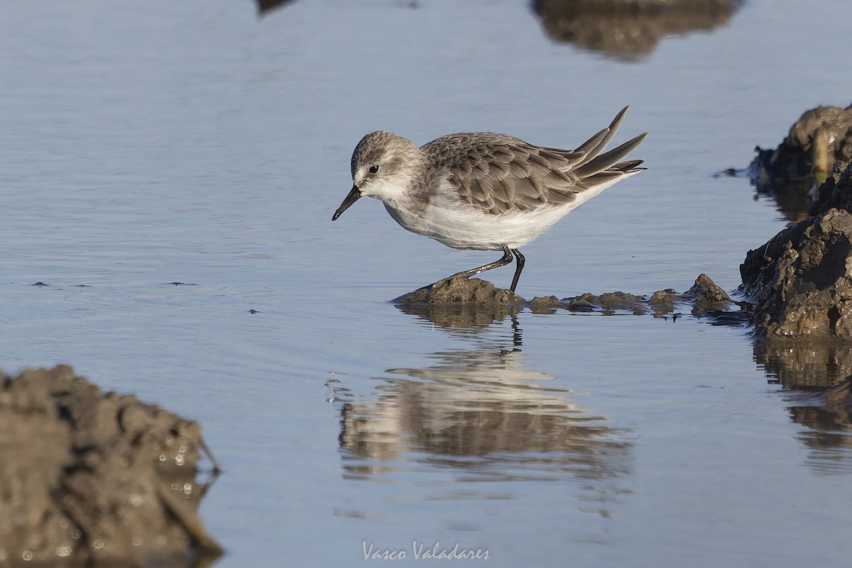 Little Stint - ML647500730