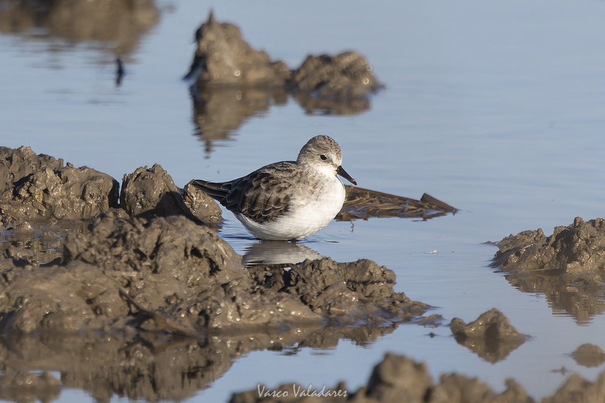 Little Stint - ML647500731