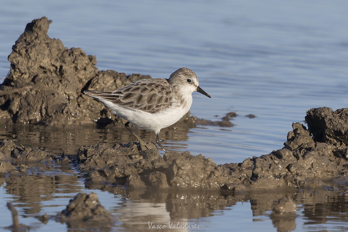 Little Stint - ML647500732
