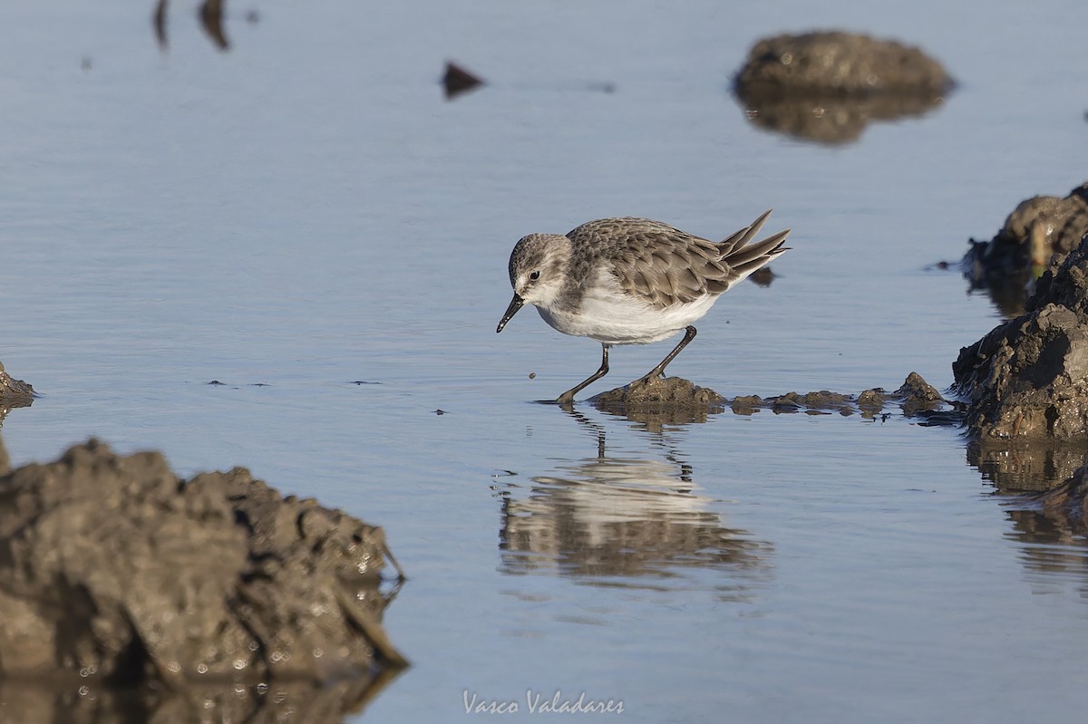 Little Stint - ML647500733