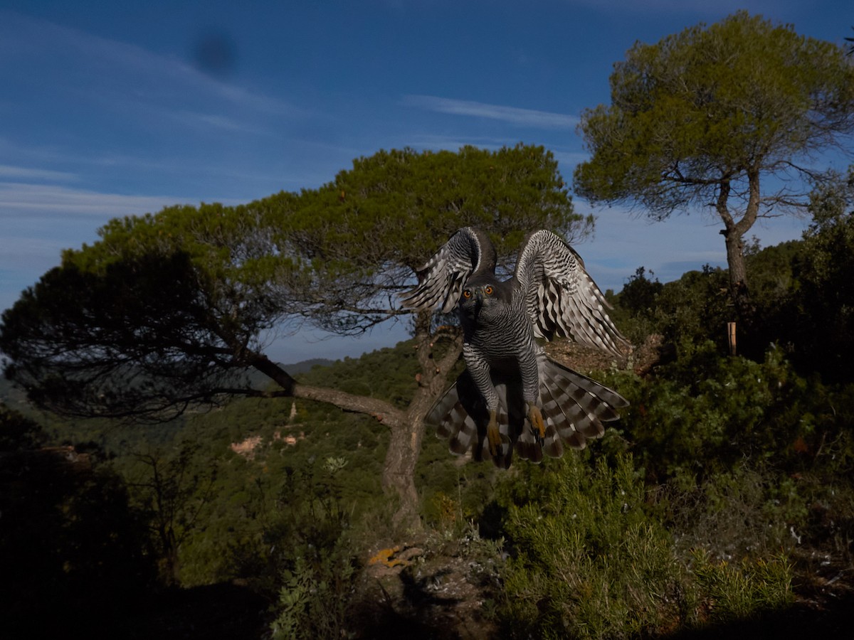 Eurasian Goshawk - ML647500736