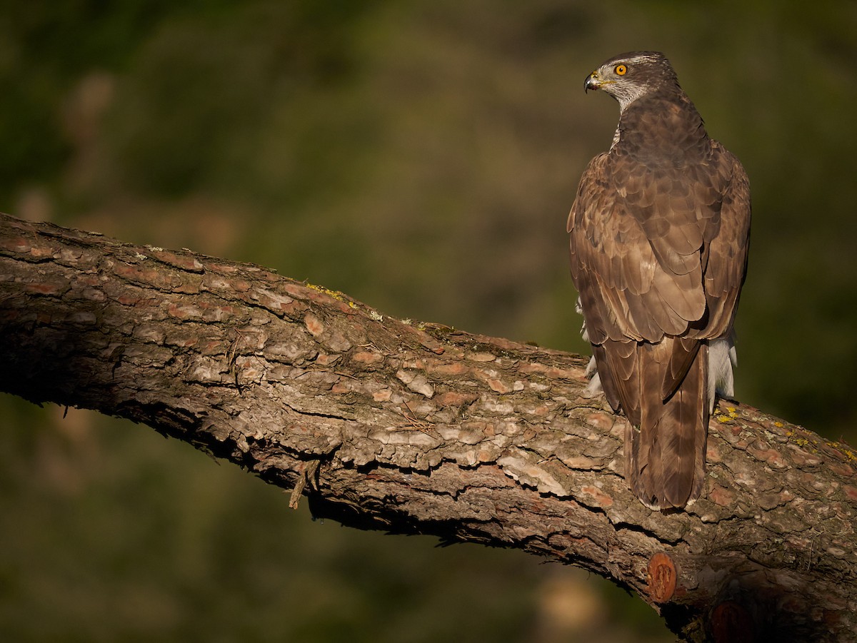 Eurasian Goshawk - ML647500743