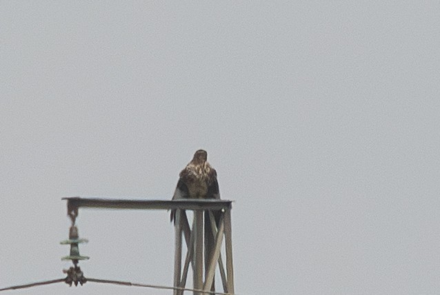 Buteo sp. - ML647500744