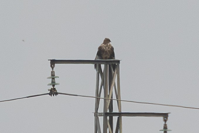 Buteo sp. - ML647500745