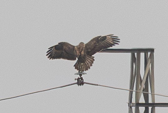 Buteo sp. - ML647500746