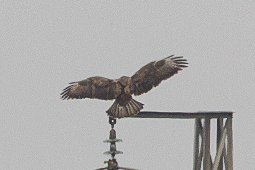 Buteo sp. - ML647500747