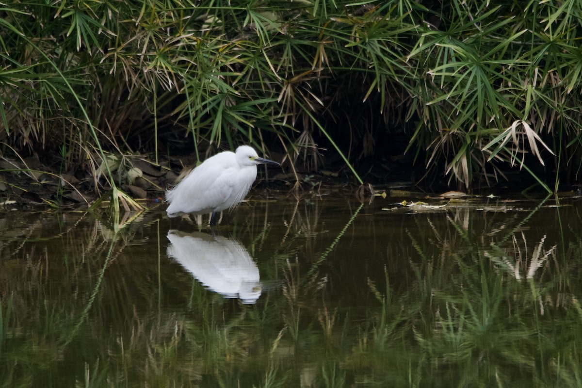 Чепура мала (підвид garzetta) - ML647500768