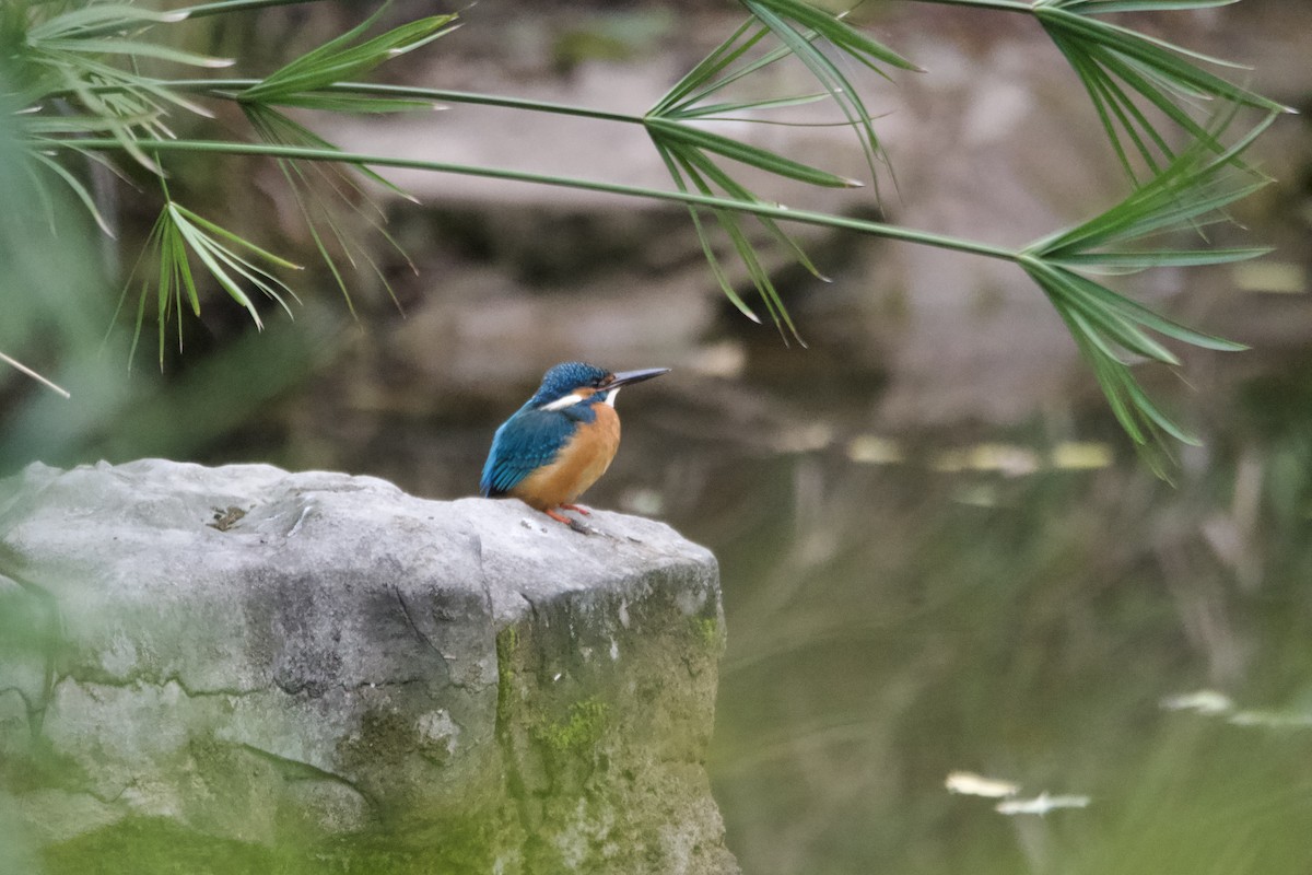 Рибалочка блакитний [група atthis] - ML647500769