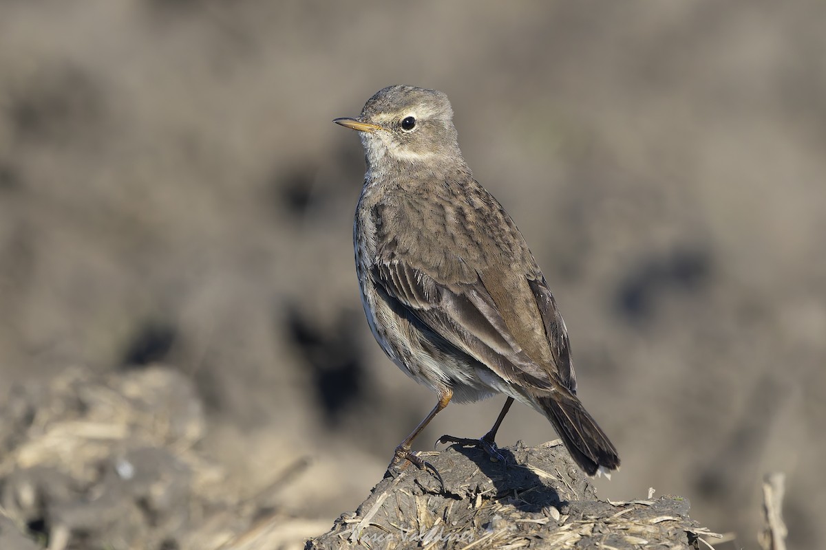 Mendi-txirta - ML647500773