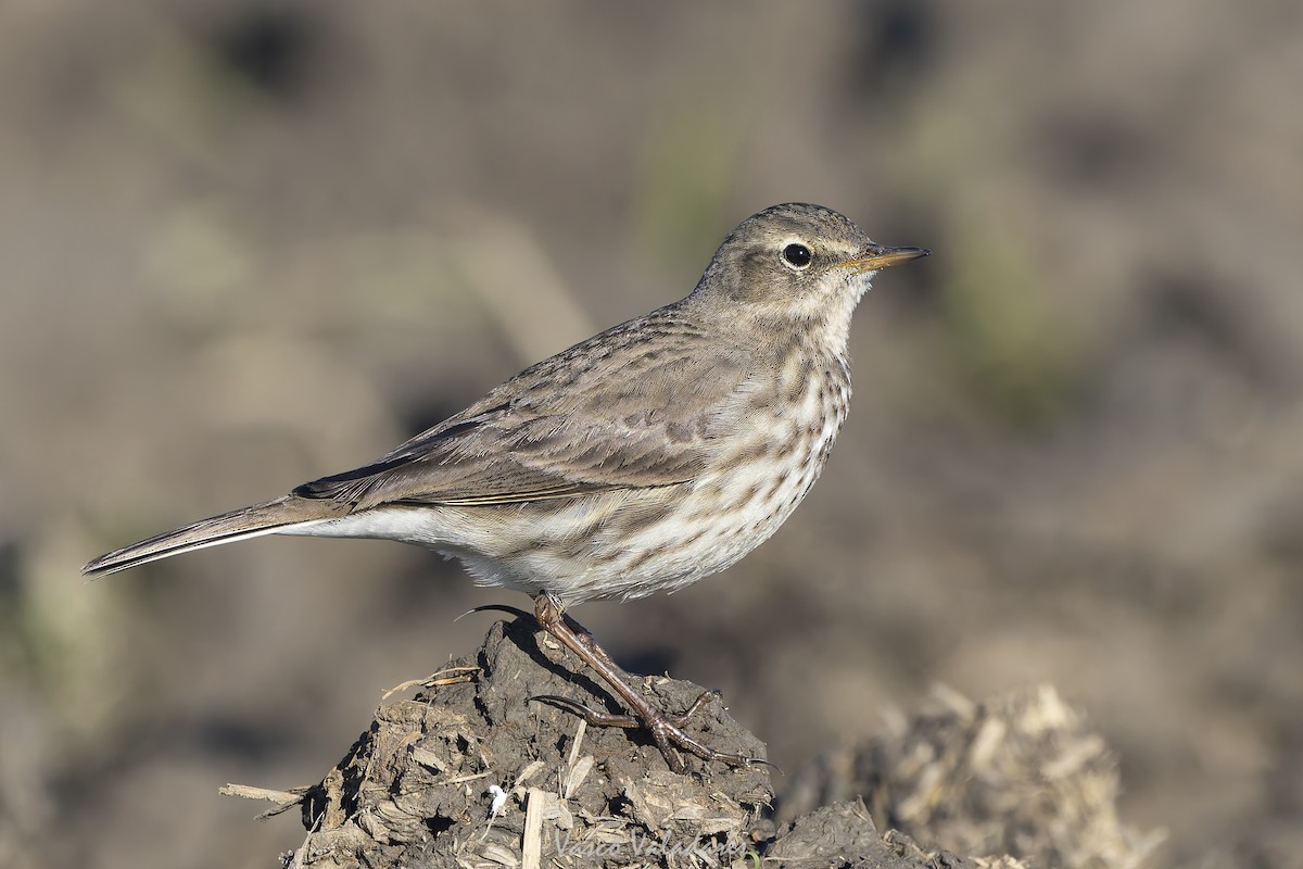 Mendi-txirta - ML647500776