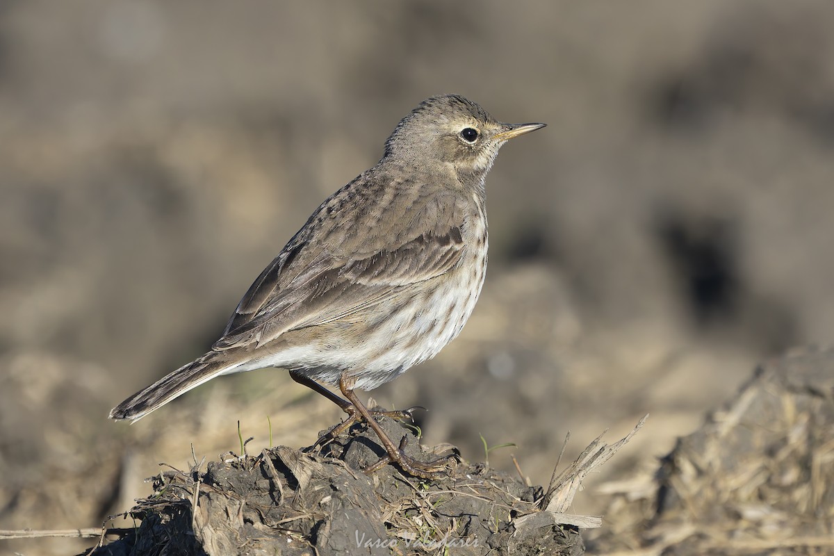 Mendi-txirta - ML647500778