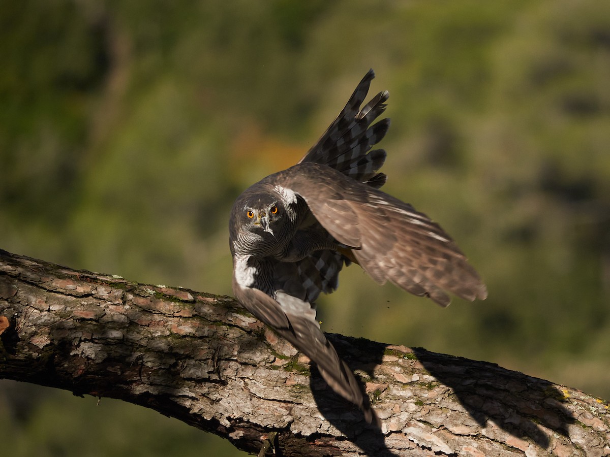 Eurasian Goshawk - ML647500779