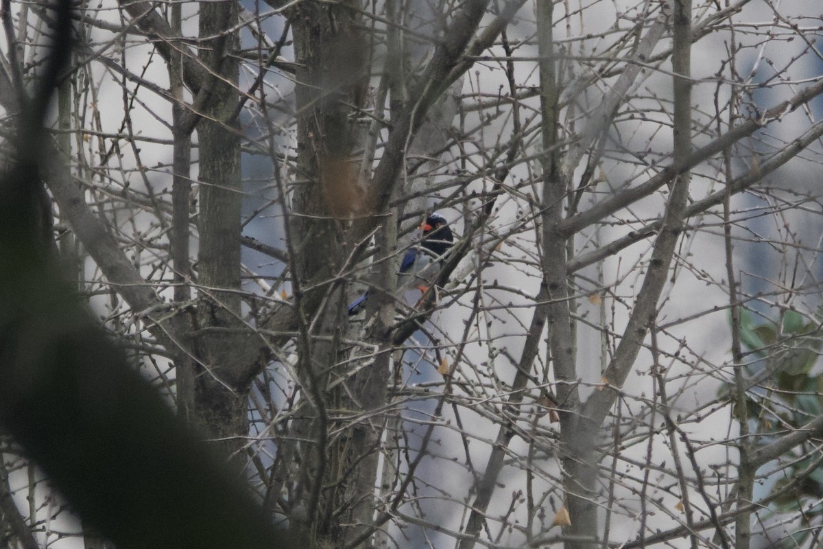 Red-billed Blue-Magpie - ML647500781