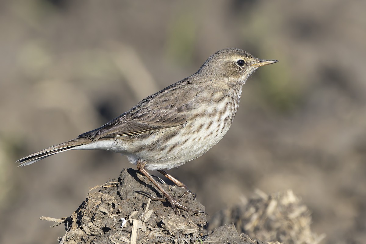 Mendi-txirta - ML647500782