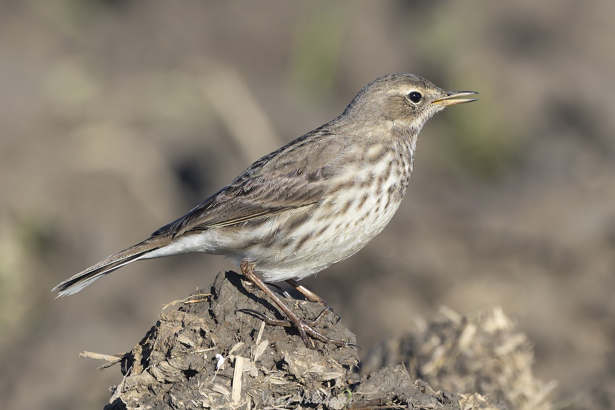 Mendi-txirta - ML647500783