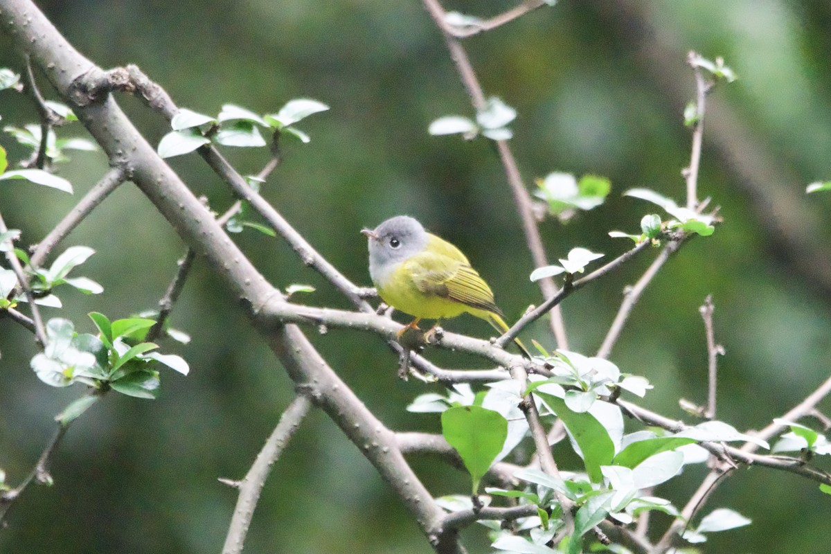 Gray-headed Canary-Flycatcher - ML647500784
