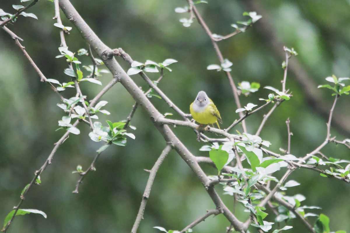 Канарниця сіроголова - ML647500785