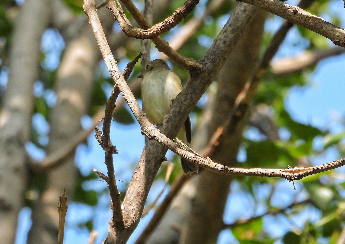 Euli-txori arrea - ML647500787