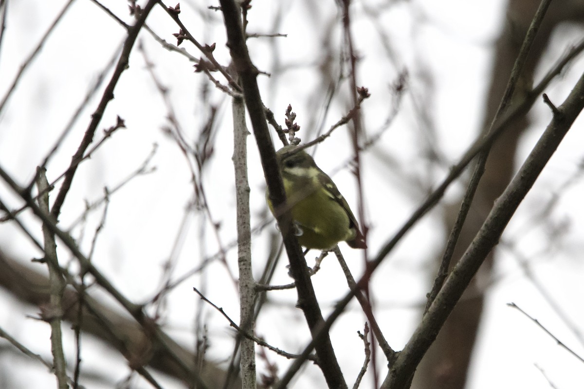 Yellow-bellied Tit - ML647500788