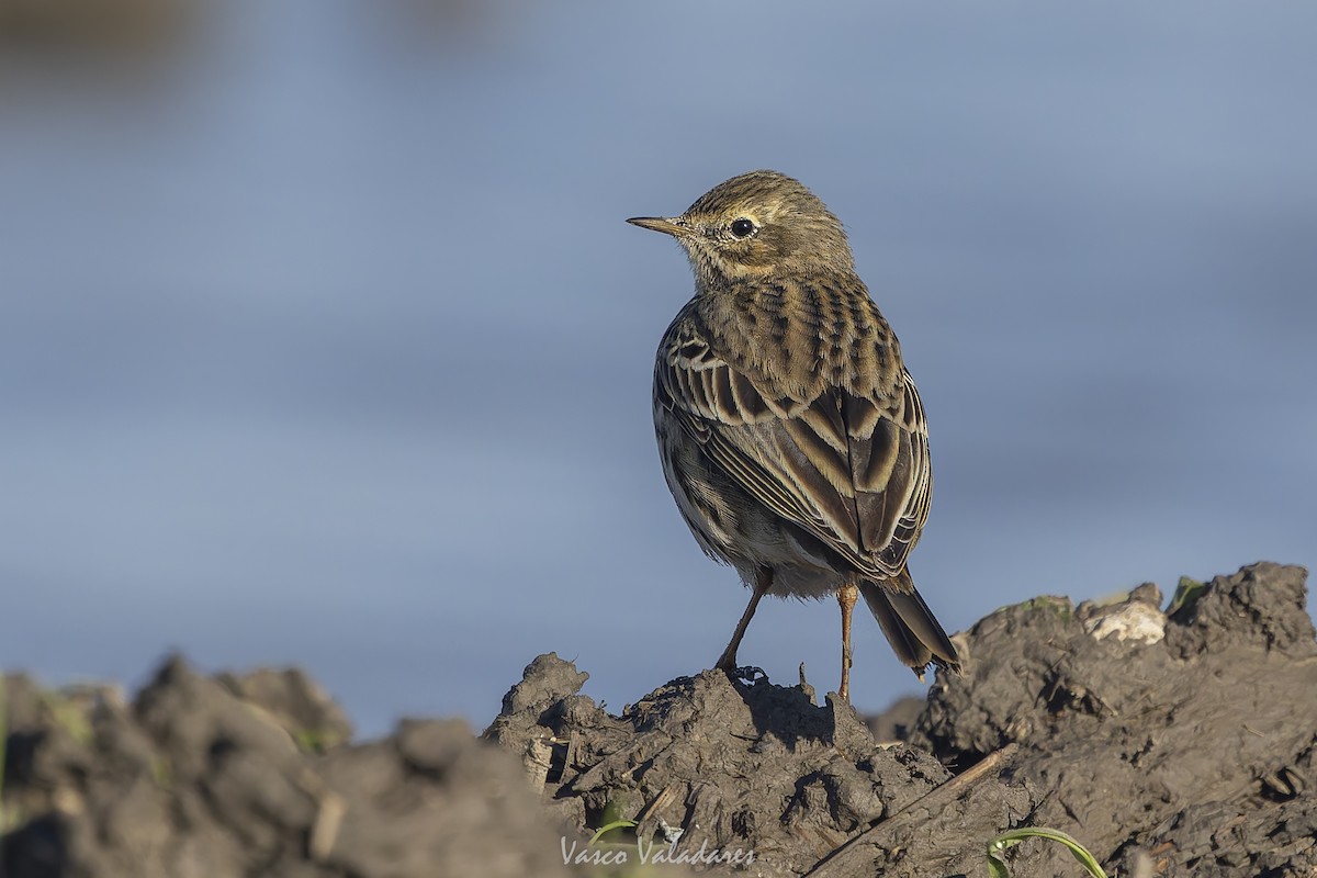 Negu-txirta - ML647500789