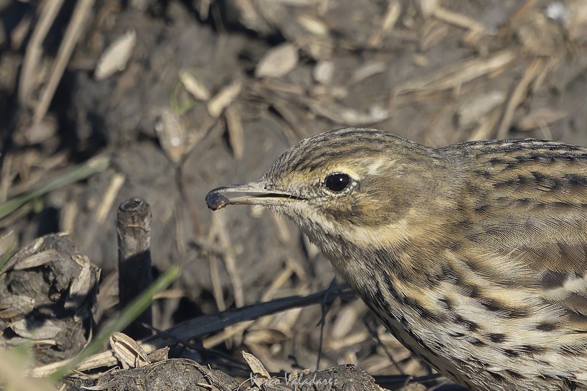 Negu-txirta - ML647500790