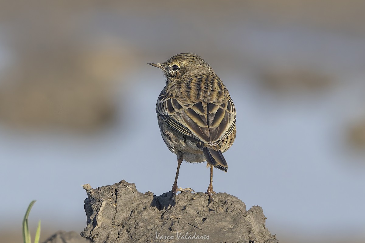 Negu-txirta - ML647500791