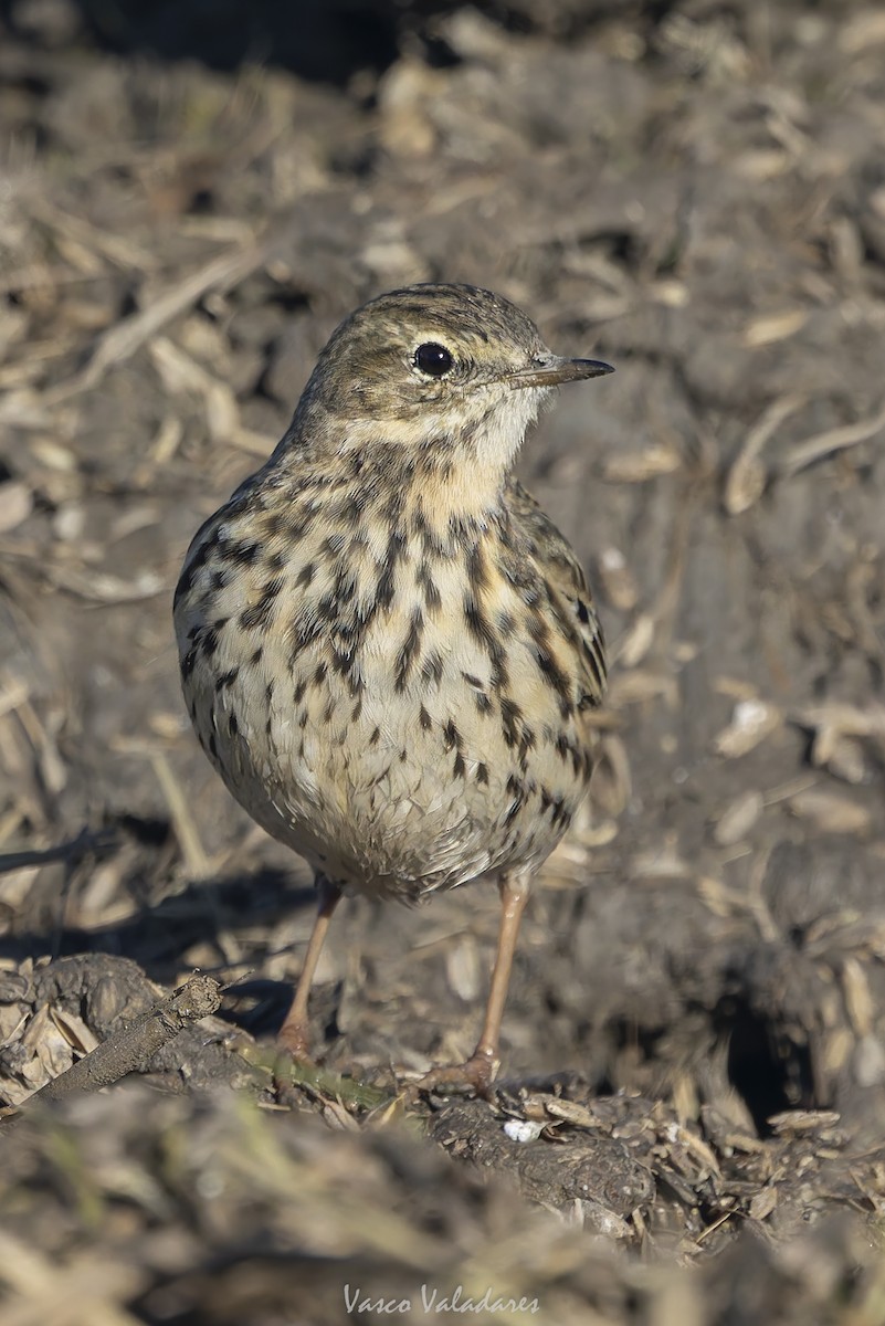 Negu-txirta - ML647500792