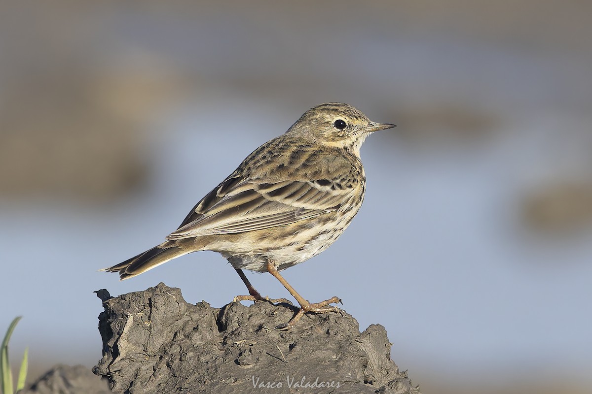 Negu-txirta - ML647500793