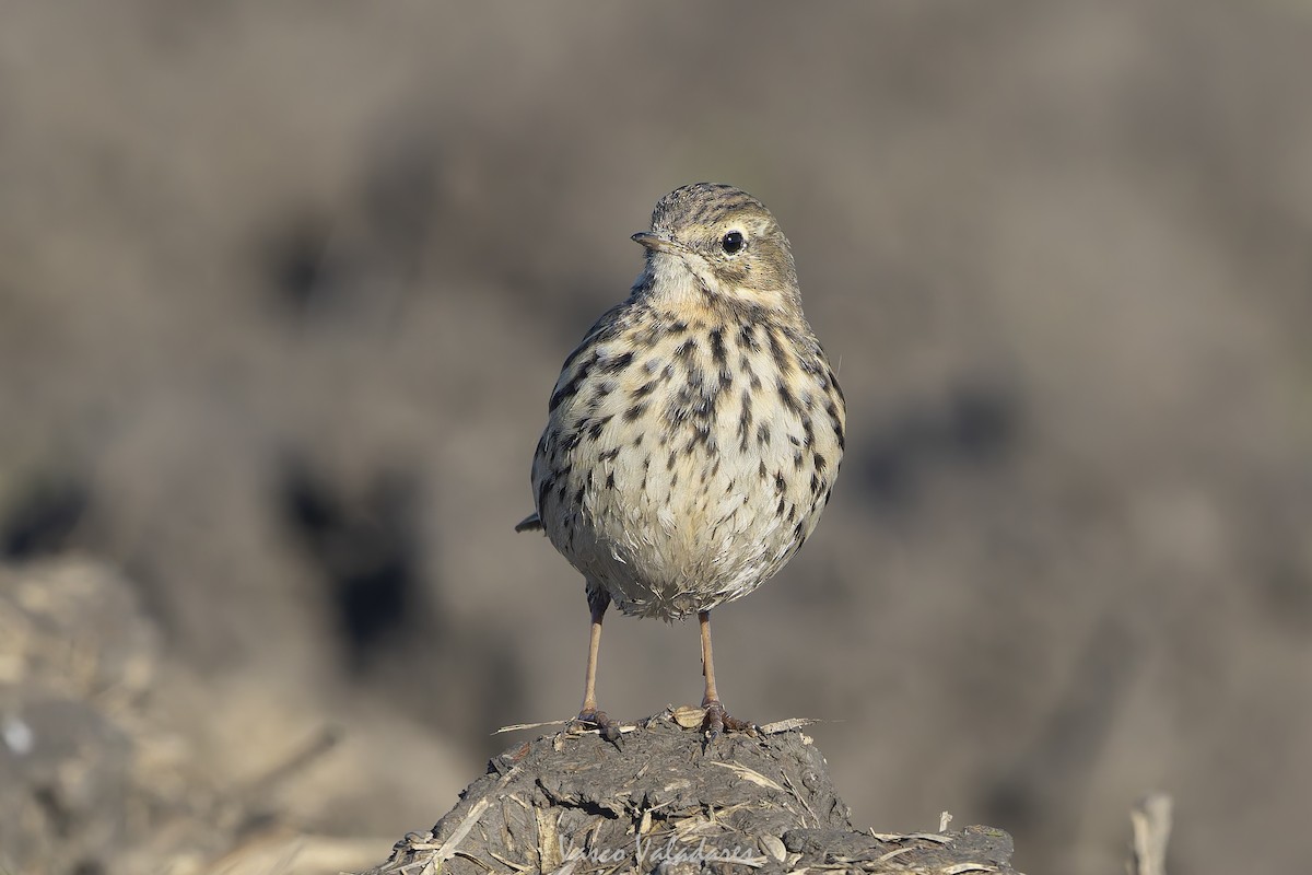 Negu-txirta - ML647500794