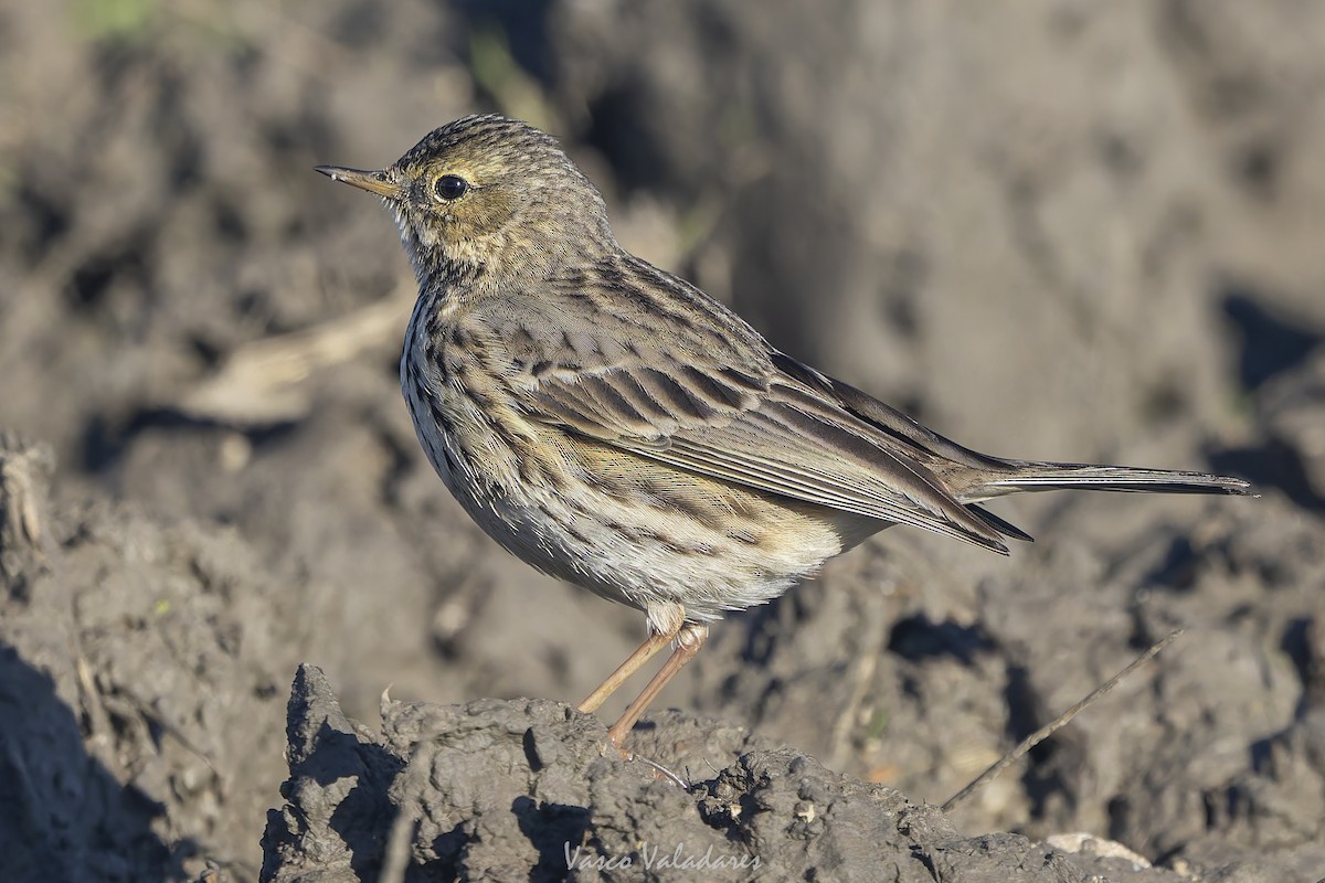 Negu-txirta - ML647500795