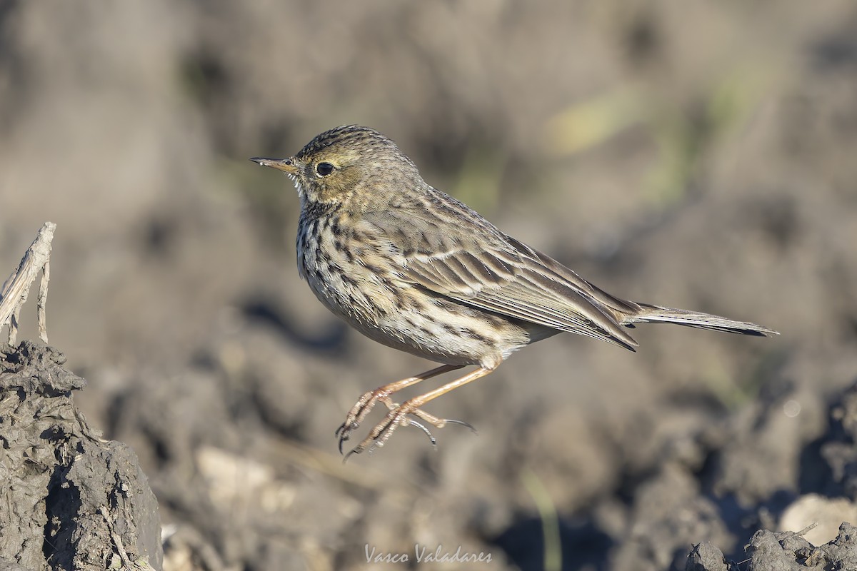 Negu-txirta - ML647500796