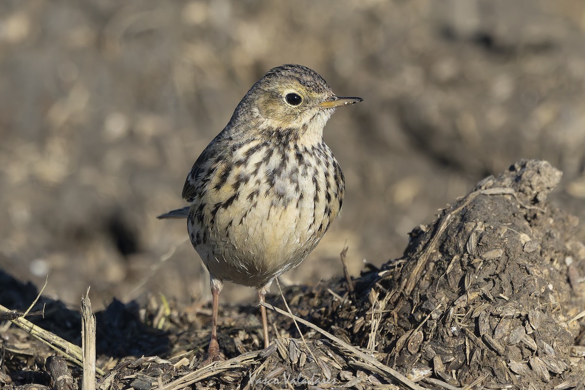 Negu-txirta - ML647500797