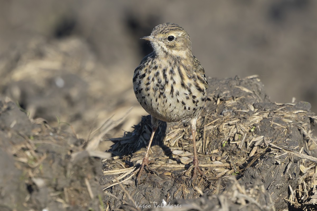 Negu-txirta - ML647500798