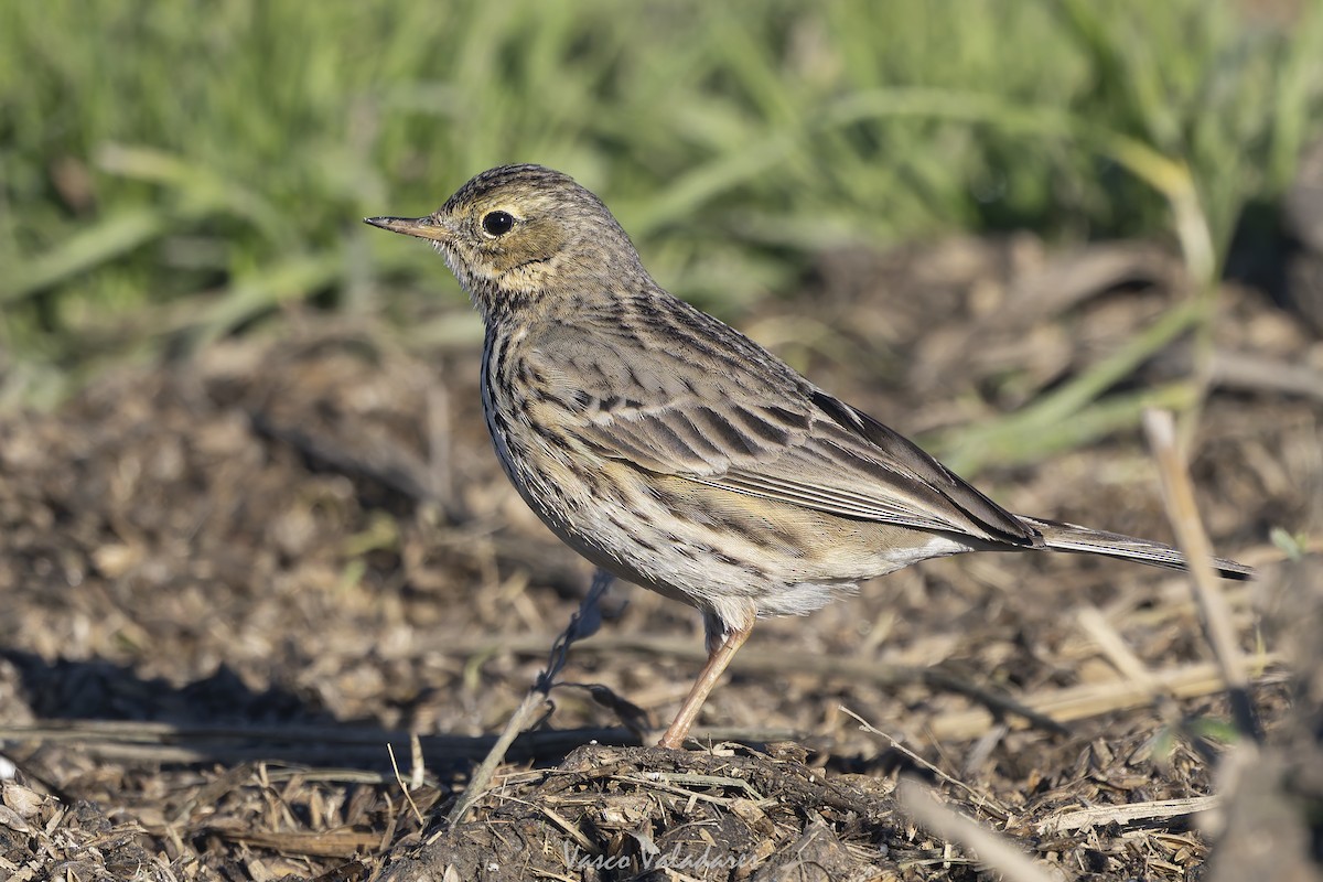 Negu-txirta - ML647500799