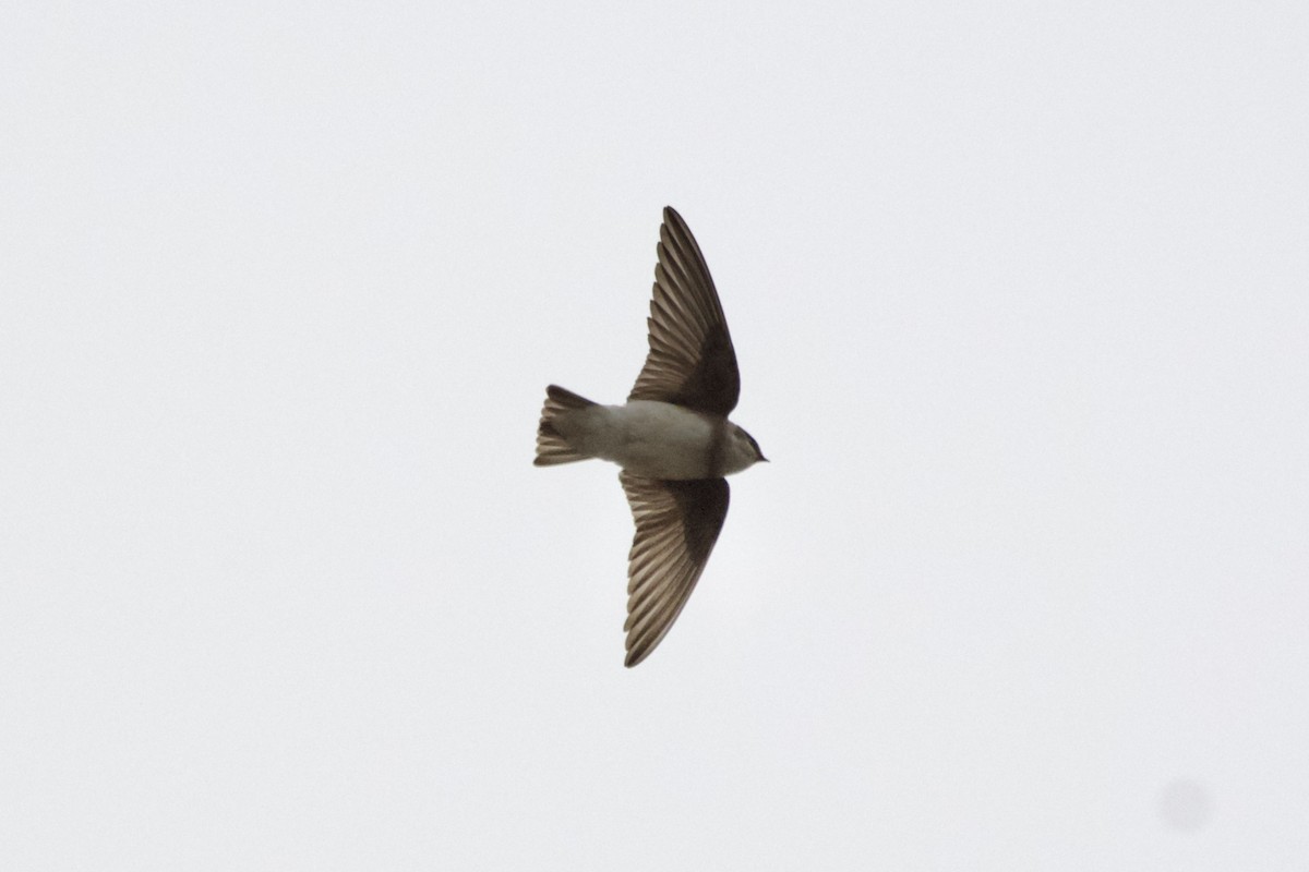 Bank Swallow/Pale Martin - ML647500801