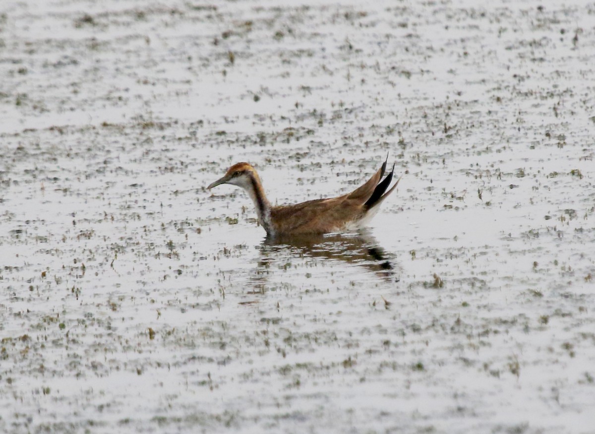 Jakana faisai-buztana - ML647500802