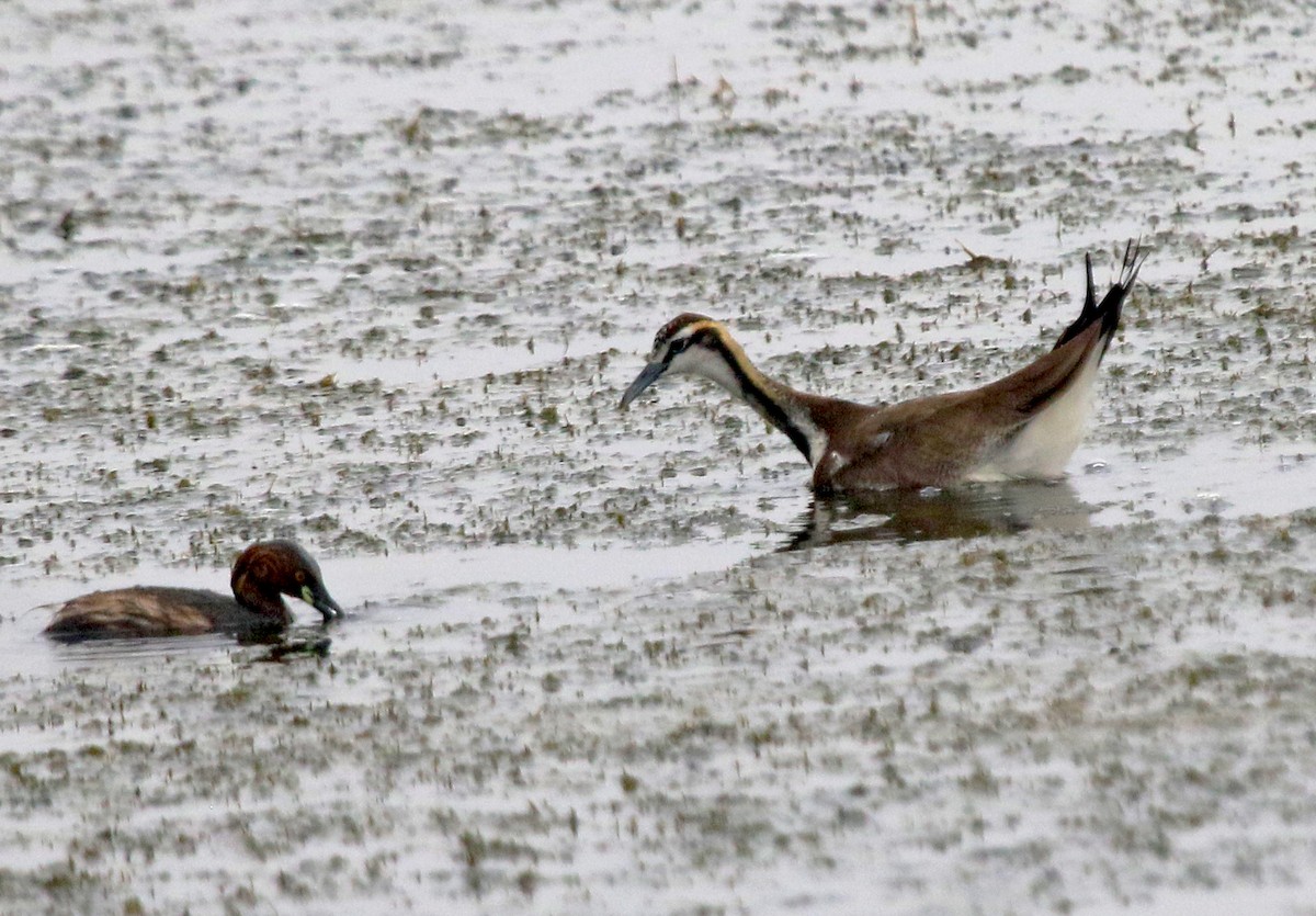 Jakana faisai-buztana - ML647500803