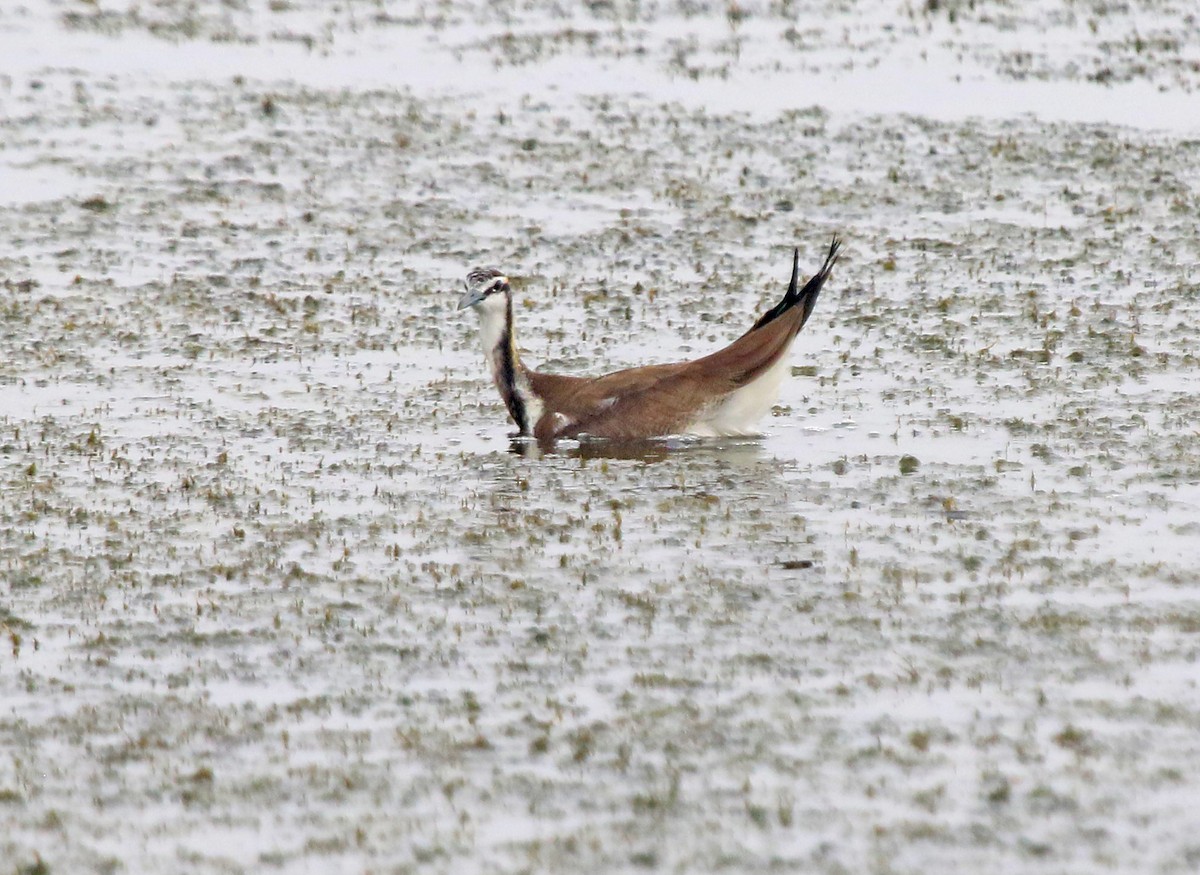 Jakana faisai-buztana - ML647500804