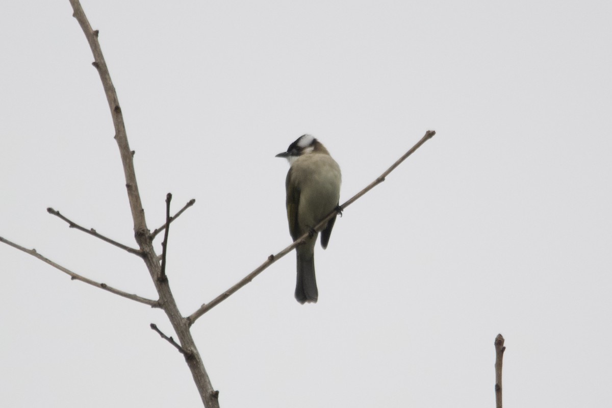 Light-vented Bulbul (sinensis) - ML647500805