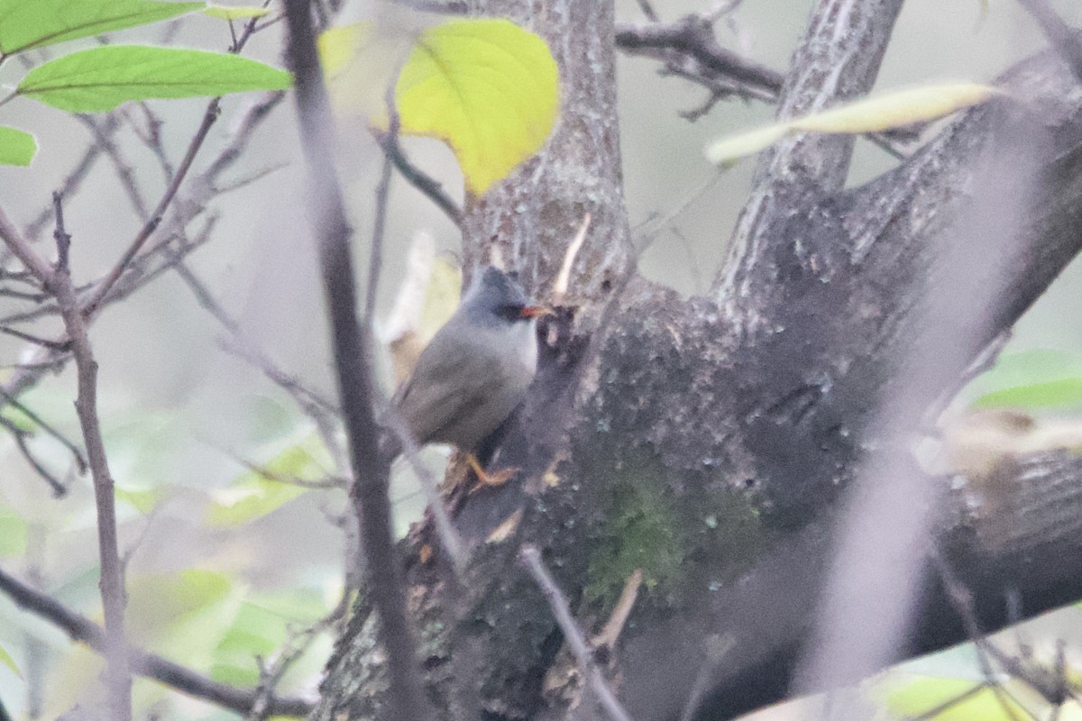 Black-chinned Yuhina - ML647500806