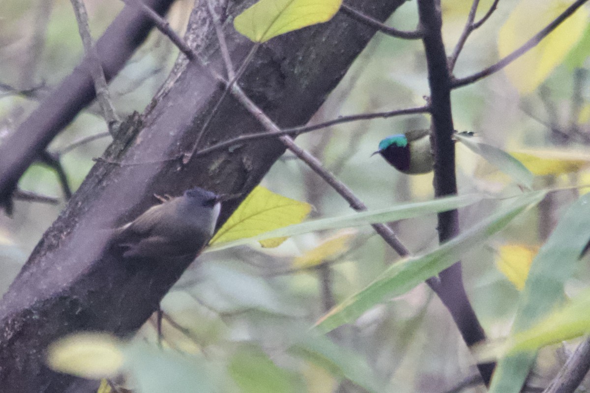 Black-chinned Yuhina - ML647500807