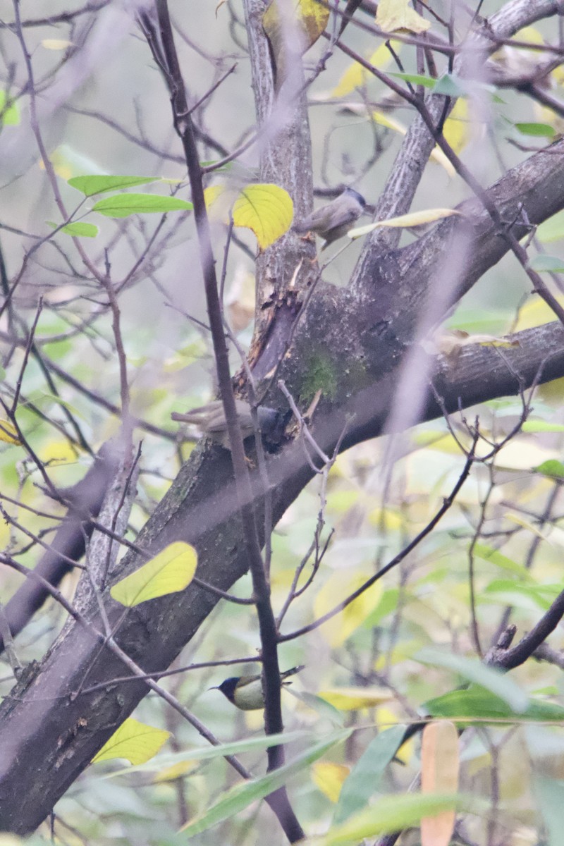 Югина мала - ML647500808