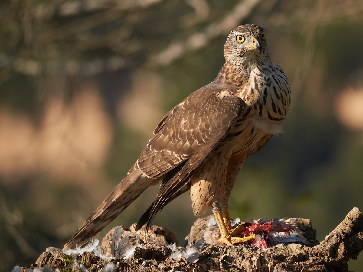 Aztore eurasiarra - ML647500809