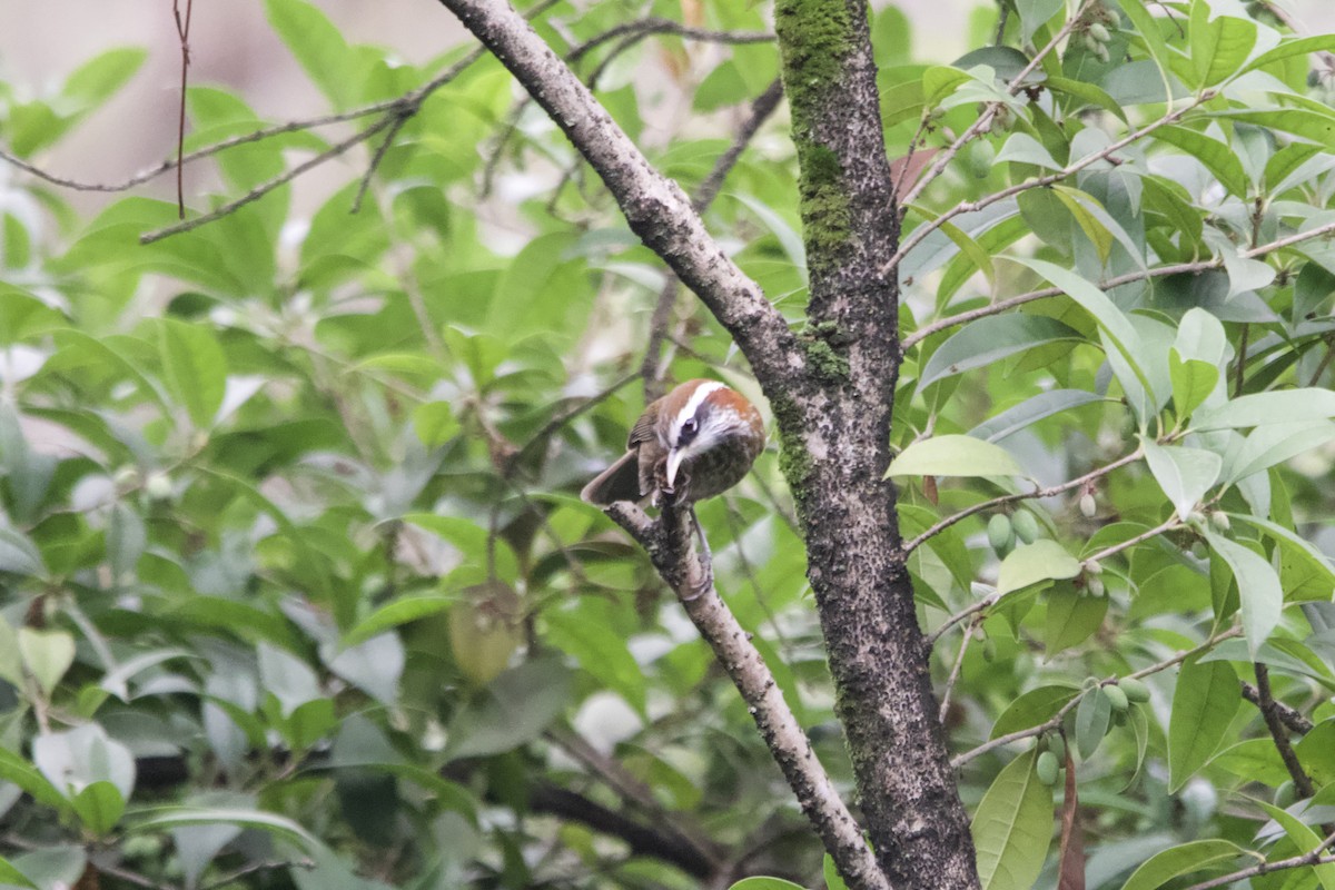 Силамбан рудошиїй - ML647500810