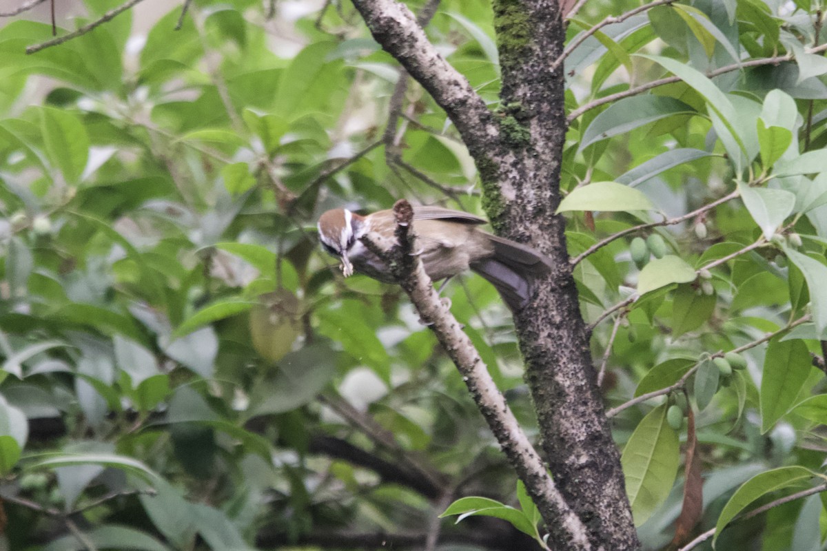 Силамбан рудошиїй - ML647500811